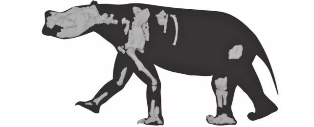 A computer designed sketch of the animal in black, showing parts of the skeleton in lighter areas on the silhouette. A scale shows the height is around 1 meter.