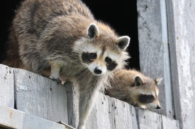 Two raccoons climbing on a wooden fence 