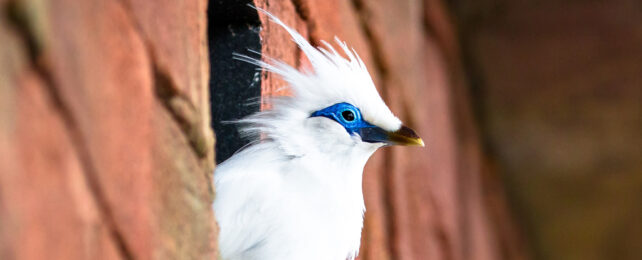 A white bird with blue streaks around its eyes peeks out from a brick edifice.