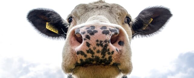 A close up of a black and white cow's face from a low angle, with clouds in the background