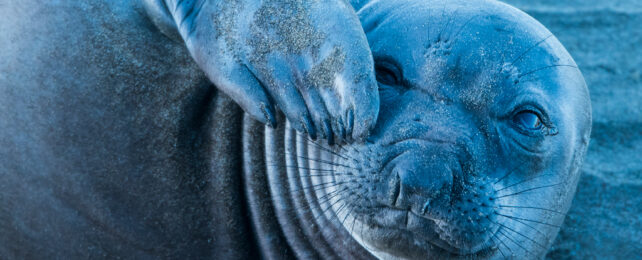 Elephant seal with fin over one eye.