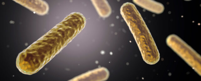 Gold-coloured tube-shaped bacteria on black background.