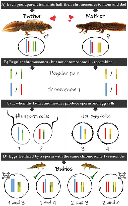 Newt Chromosomes