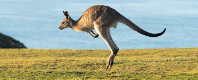 A side view of a kangaroo hopping on grass with a blue sky or ocean in the background.