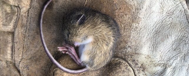 mouse in torpor