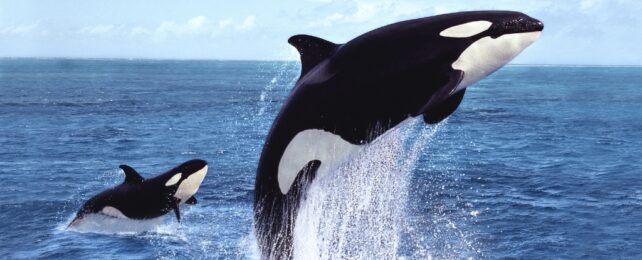 An orca and a calf breaching in blue ocean water