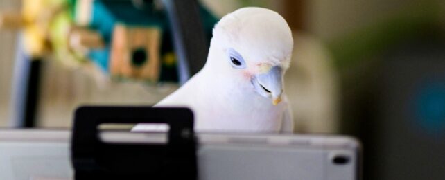 Parrot Video Chats On Phone