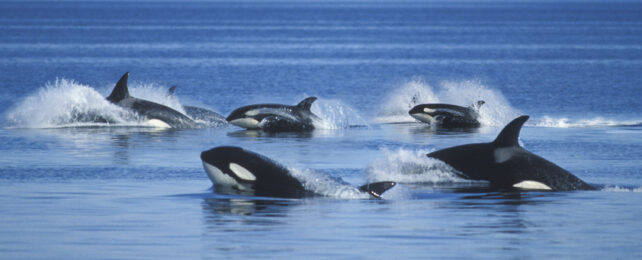A pod of orcas swimming together.