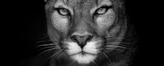 Puma Stares From Darkness