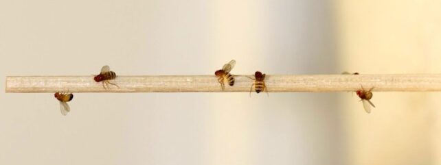 Flies on a wooden stick like object.