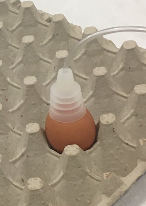One egg in a big empty egg carton with a clear lid like structure attached to the top of it. The lid structure has a tube protruding out of it