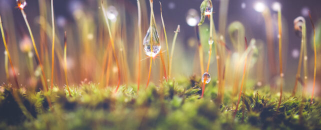 Close up of dew drops on moss with surreal lighting.