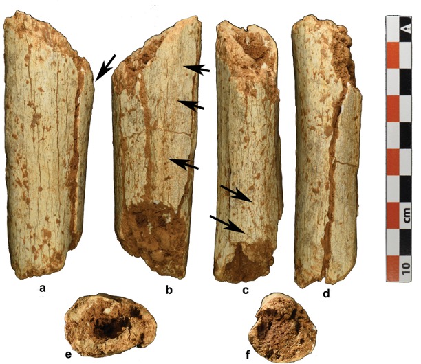 Fragment of leg bone photograph from multiple angles, top and bottom.
