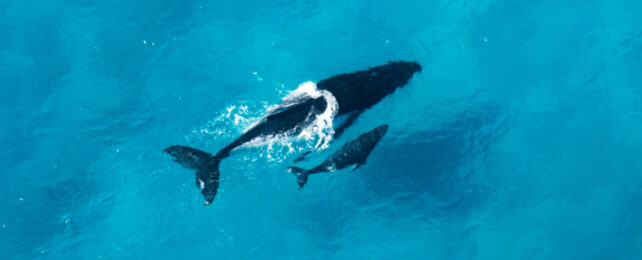 Aerial image of two whales, a mother and calf, swimming in bright blue water.