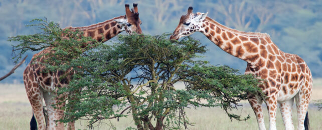Two giraffes leaning over and eating from a tree.