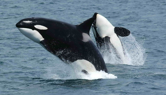 Two orcas jumping out of the ocean.