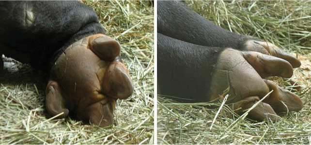 Undersides of the front and back hooves of a Malayan tapir on grass.