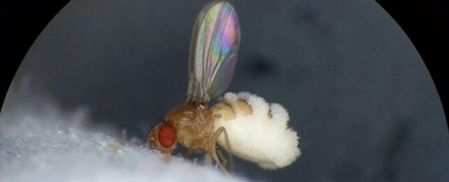 A fruit fly with wings up and evidence of fungal outgrowth, perched on a white surface