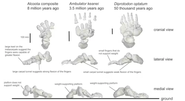 Nine sketches of hand skeletons, showing three views of each of three types.